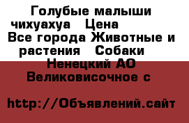 Голубые малыши чихуахуа › Цена ­ 25 000 - Все города Животные и растения » Собаки   . Ненецкий АО,Великовисочное с.